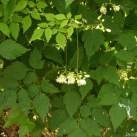 Cardiospermum grandiflorum Sw.